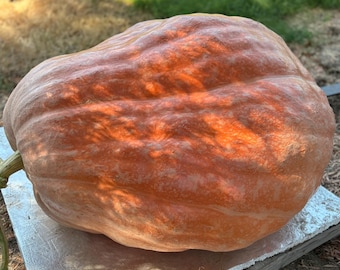 May include: A large, orange pumpkin with a textured surface. The pumpkin has a round shape and a green stem. It is sitting on a light-colored surface.