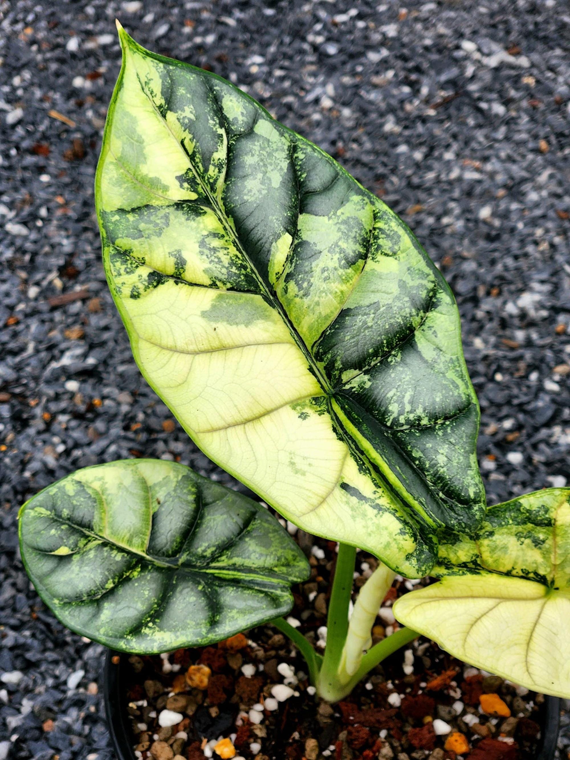 Alocasia dragon scale variegated - Etsy 日本