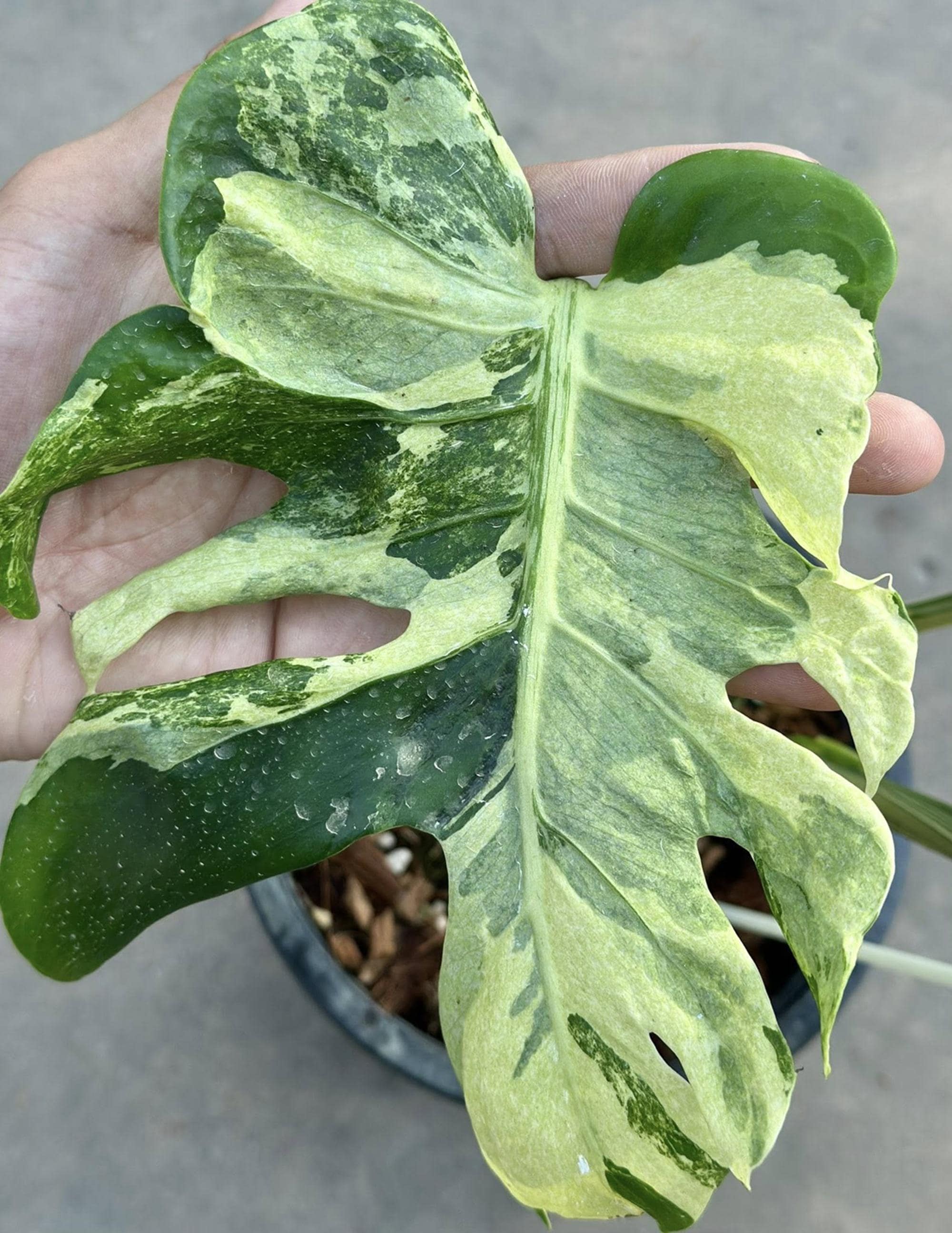 Monstera white lava - Etsy 日本