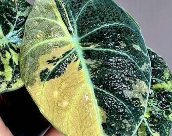 斑入りアロカシア ブラックサトゥーン スターダスト - 希少な組織培養