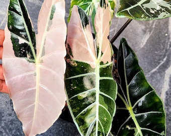 斑入りアロカシア ブラックサトゥーン スターダスト - 希少な組織培養