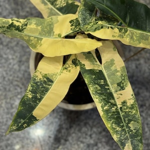 philodendron billietiae variegated