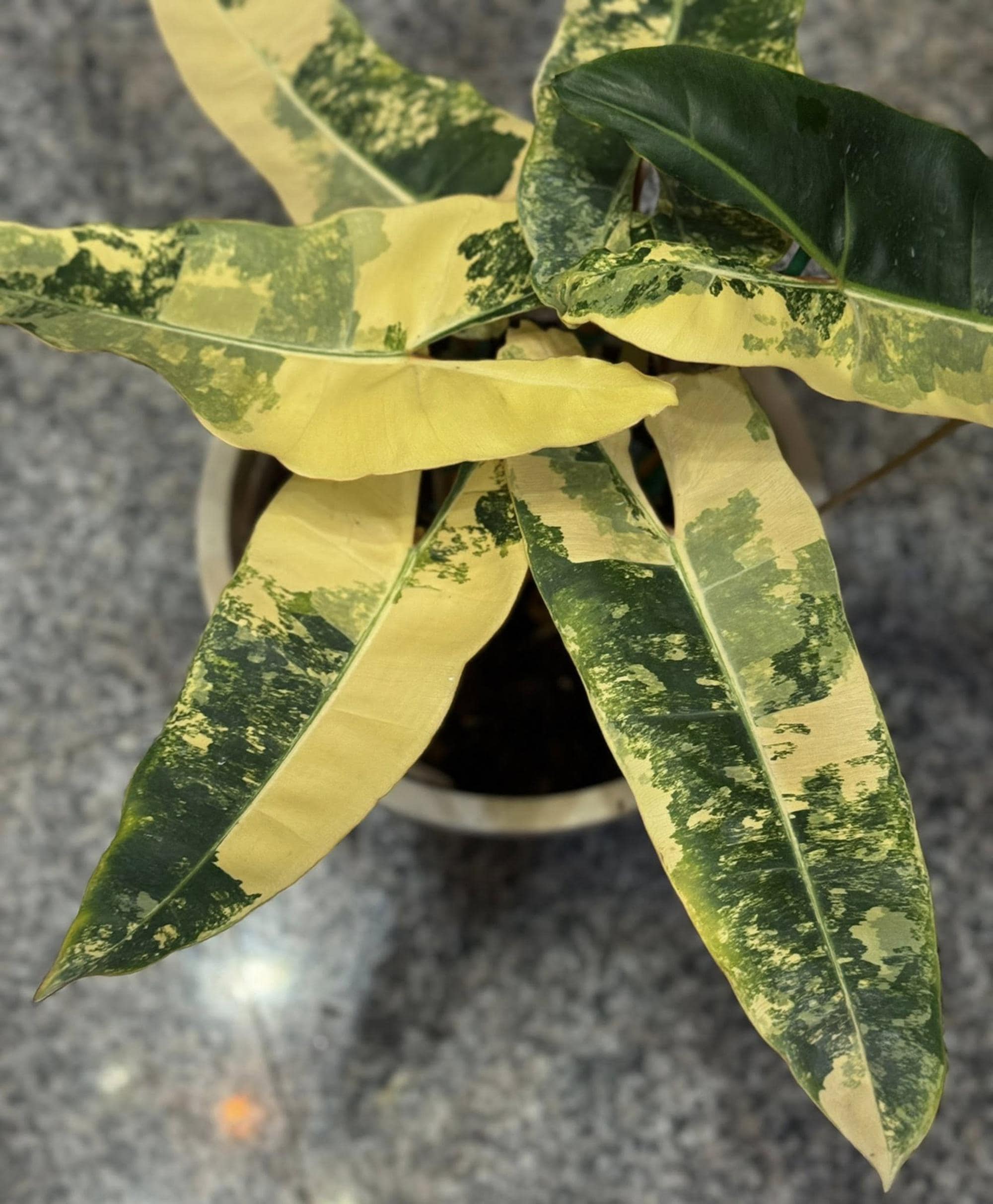 Philodendron billietiae variegated - Etsy 日本