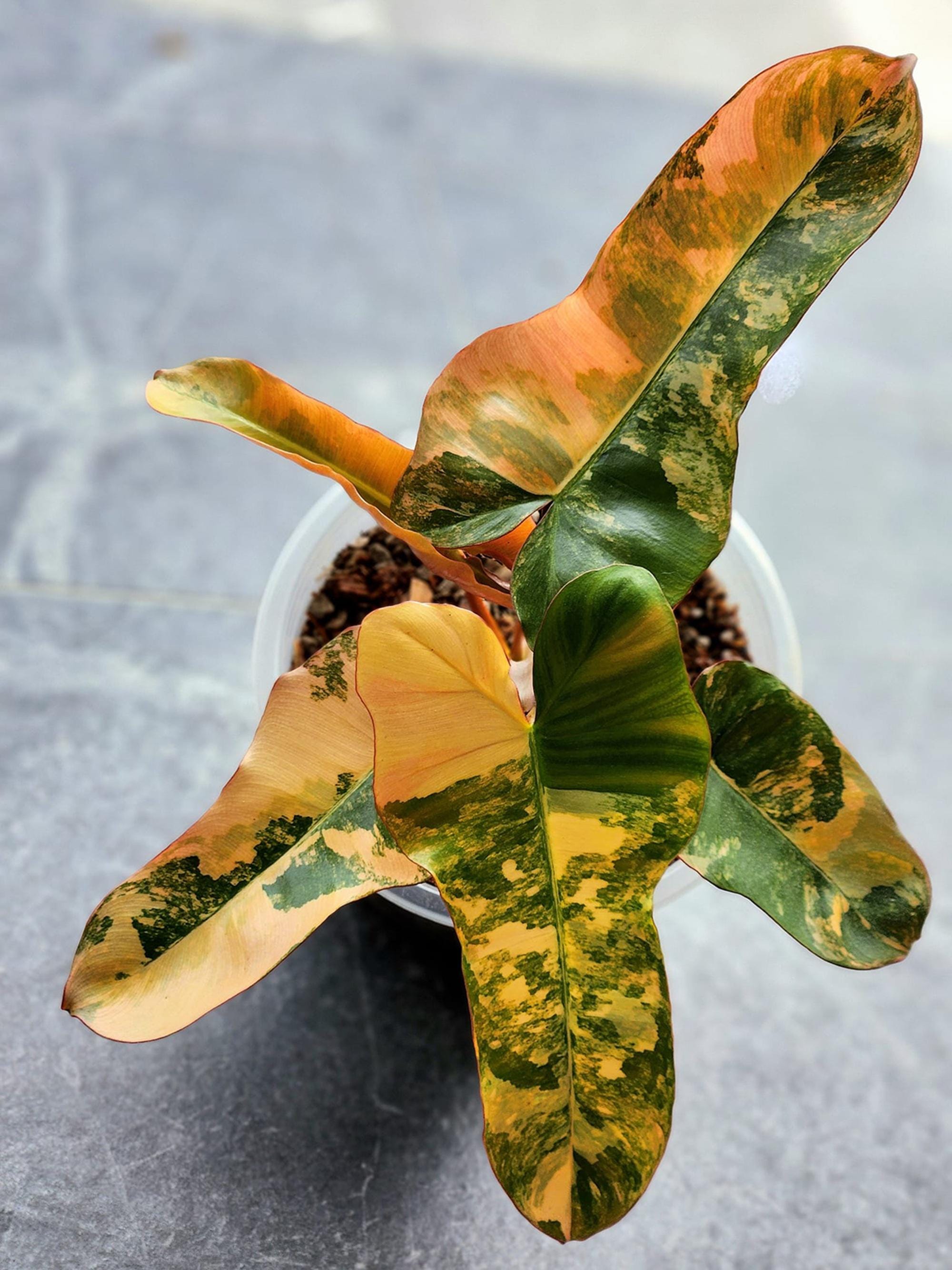 Anthurium variegated - Etsy 日本