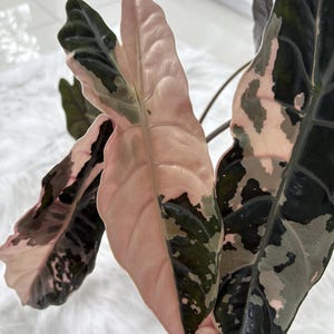アロカシア ロンギロバ ピンク　斑入り Alocasia longiloba v アロカシア ロンギロバ ピンク 斑入り Alocasia longiloba v