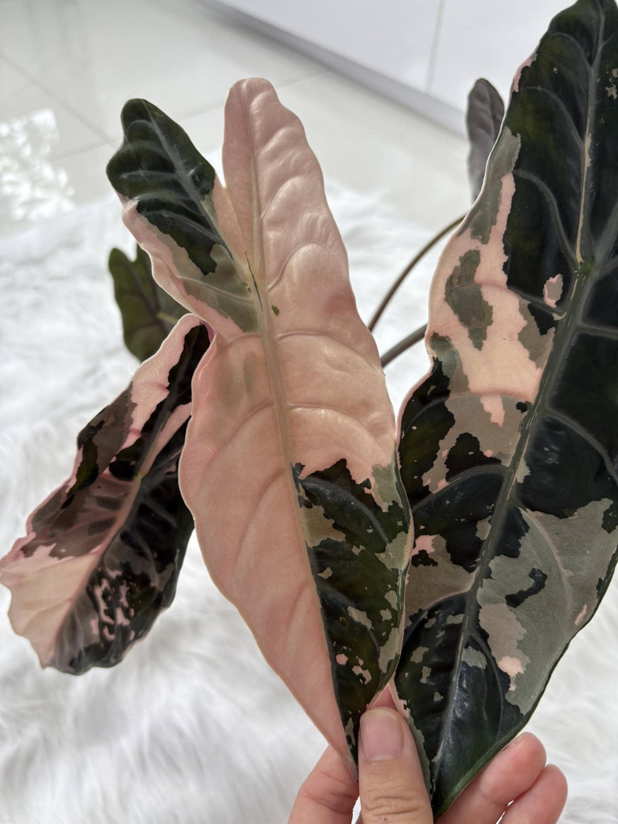 Alocasia cuprea pink - Etsy 日本