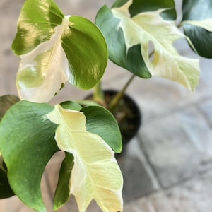 Monstera white lava - Etsy 日本