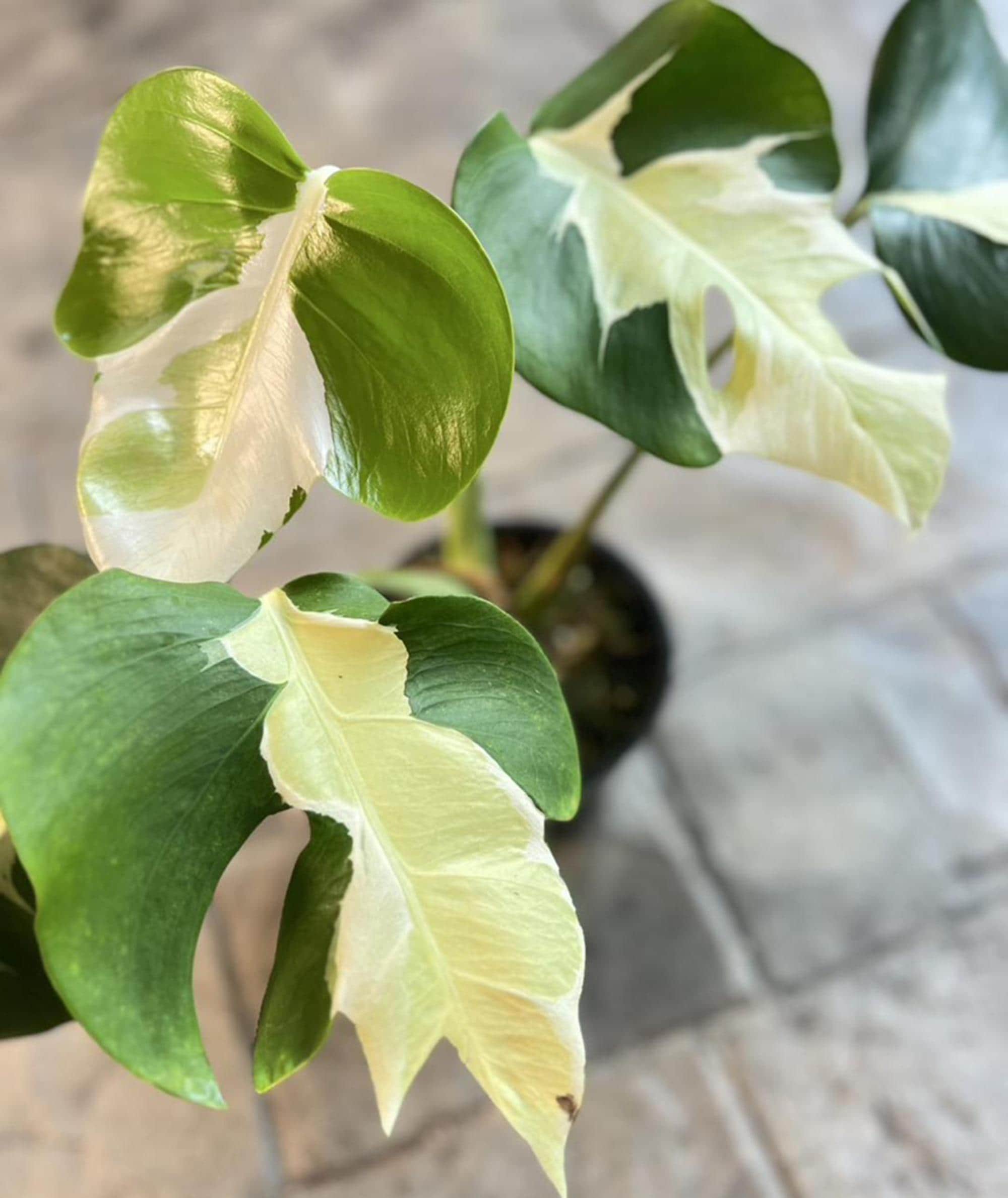 1 組織培養株 モンステラ ホワイト ラバ ゴースト モンステラ・ホワイトゴースト・ラヴァ？ : r/RareHouseplants