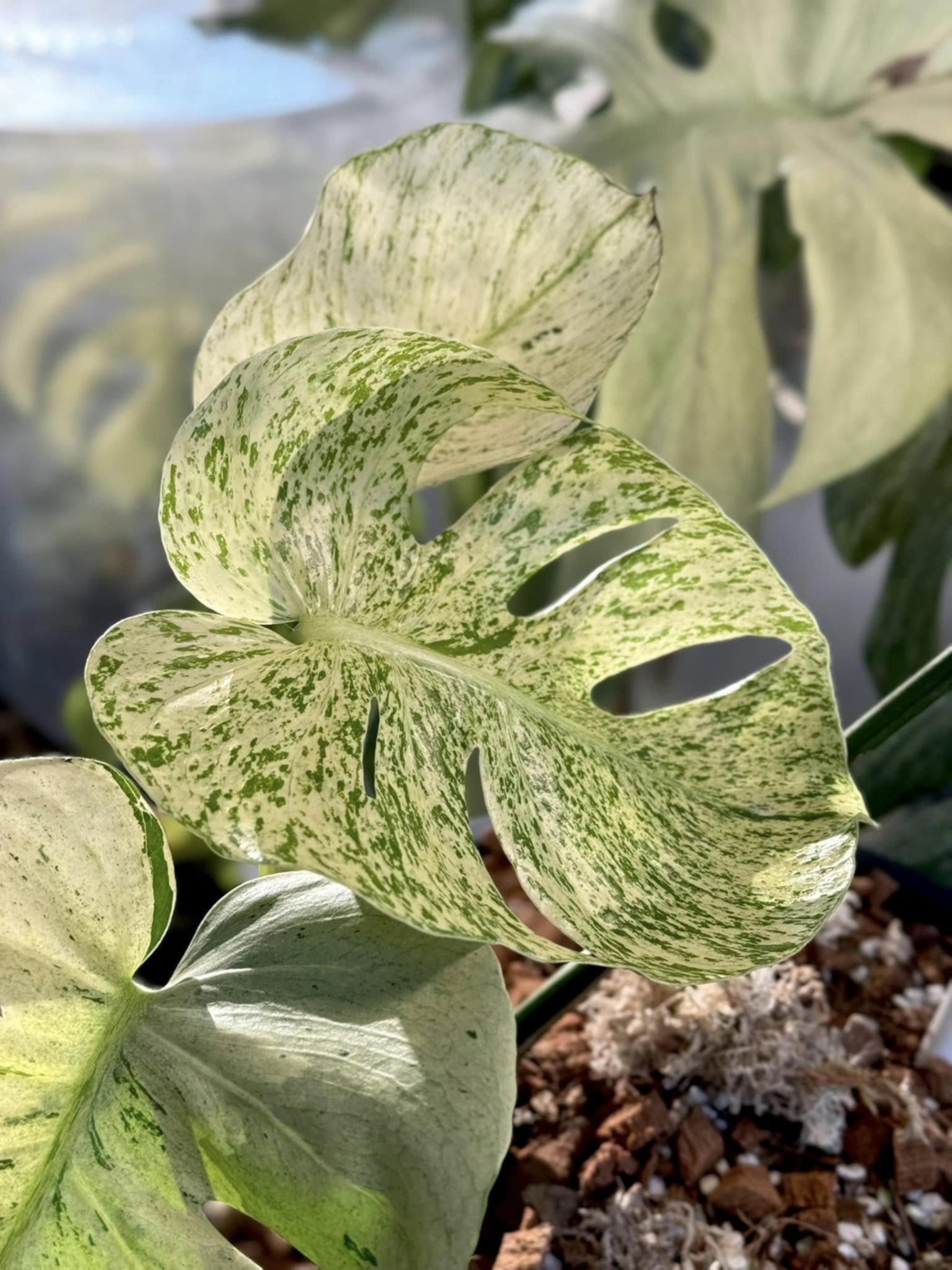 Monstera white lava - Etsy 日本