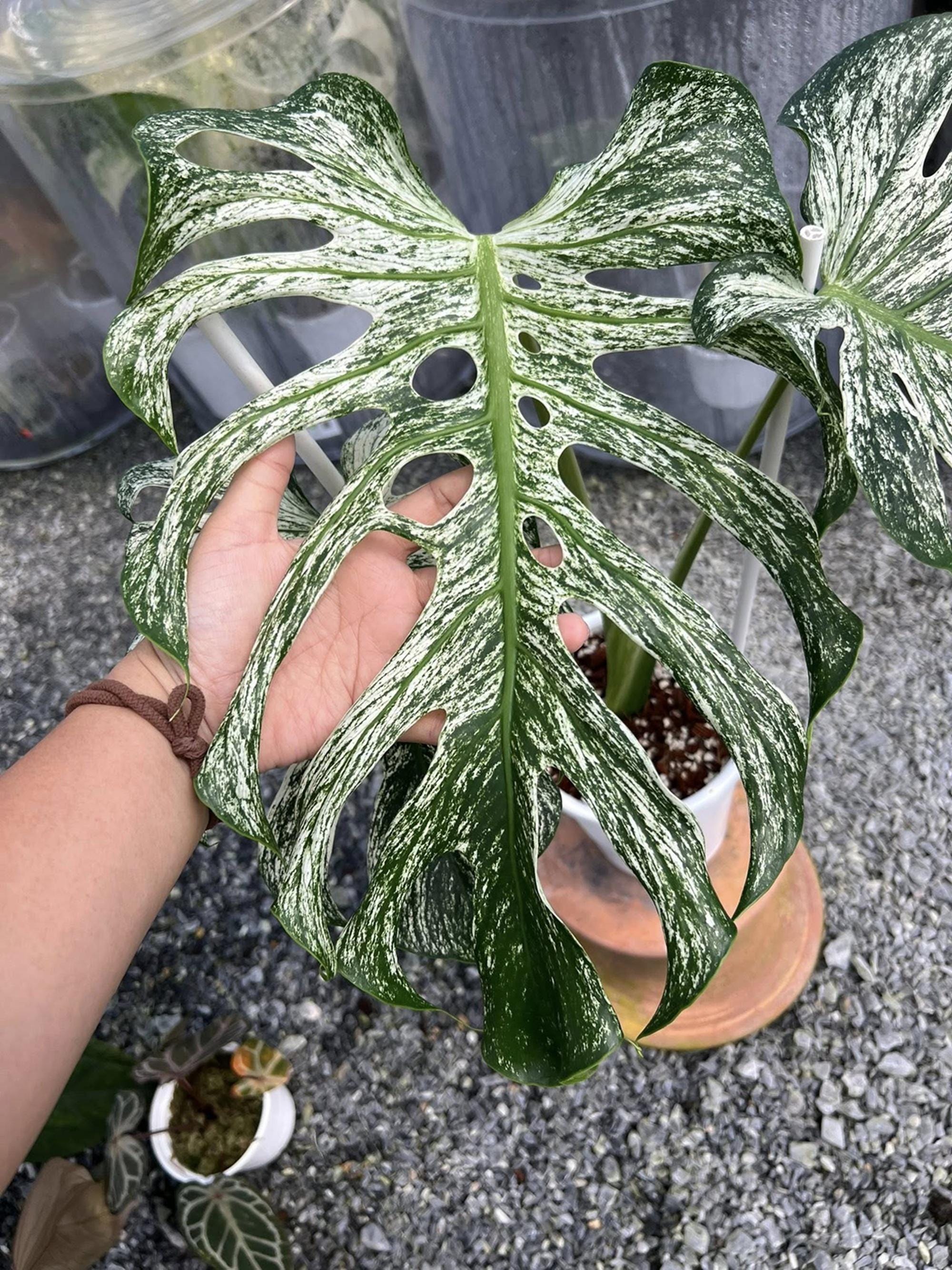 Monstera devil monster - Etsy 日本