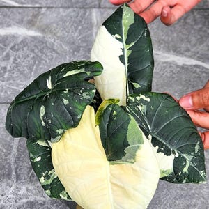 Variegated alocasia maharani - Etsy 日本