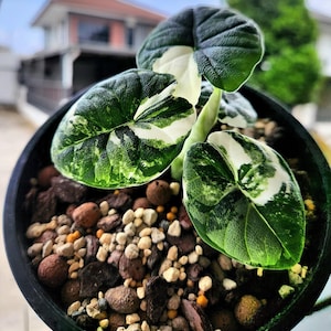 Variegated alocasia melo - Etsy 日本