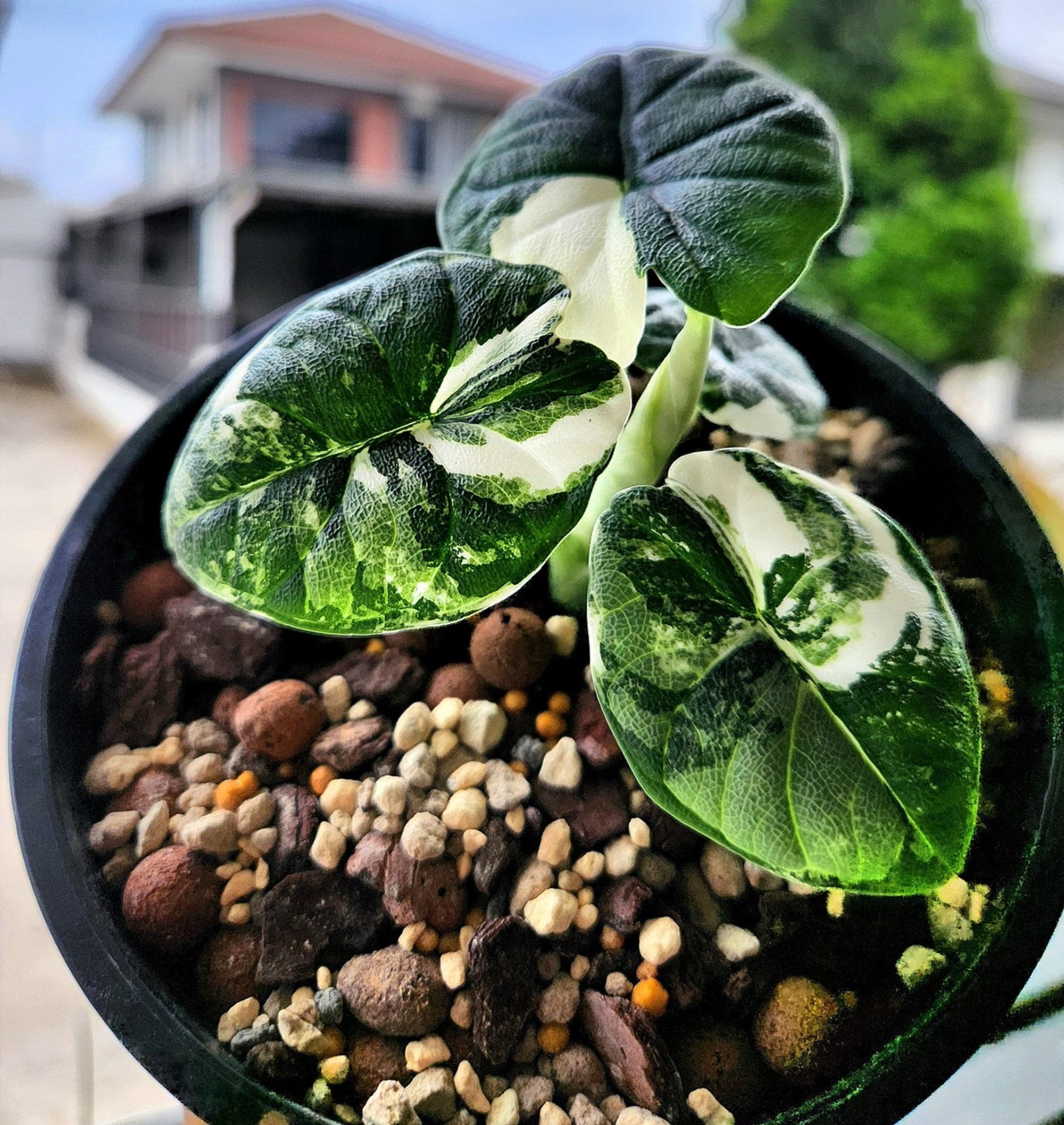 Alocasia melo albo - Etsy 日本