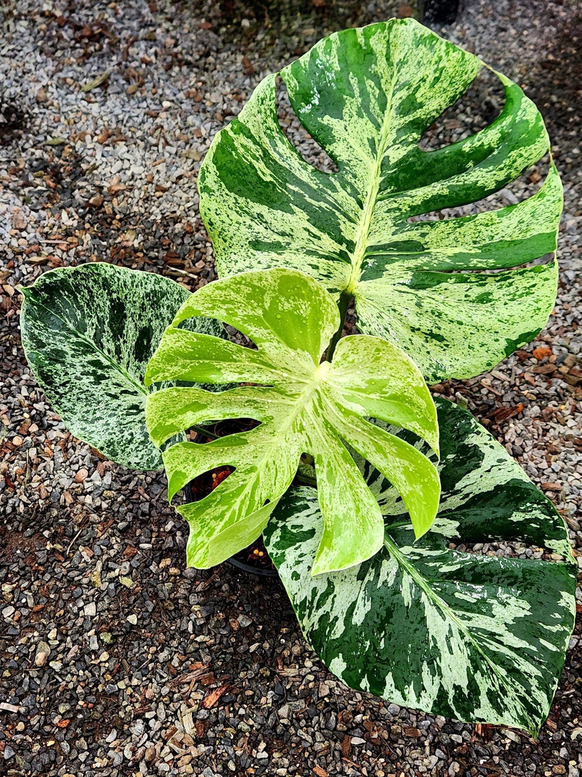 Bulbasaur monstera - Etsy 日本