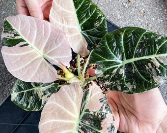 斑入りアロカシア ブラックサトゥーン スターダスト - 希少な組織培養