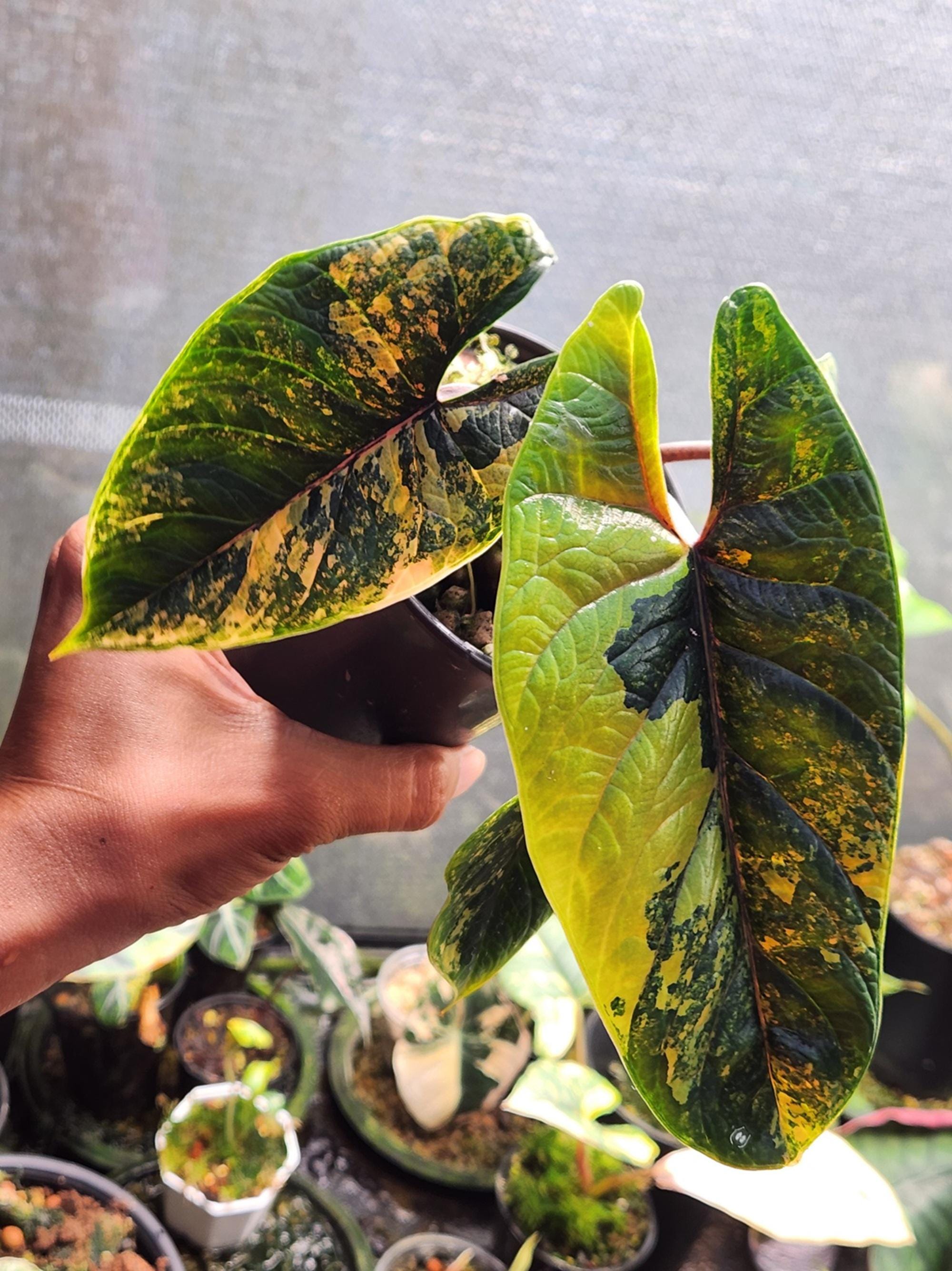 Variegated alocasia maharani - Etsy 日本