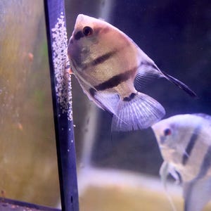 Könnte beinhalten: Nahaufnahme eines Skalars in einem Aquarium. Der Fisch hat einen silbernen Körper mit schwarzen Streifen und eine lange, fließende Flosse. Der Fisch befindet sich in der Nähe einer dunkelblauen Struktur mit kleinen weißen Eiern. Ein weiterer Skalar ist im Hintergrund zu sehen.