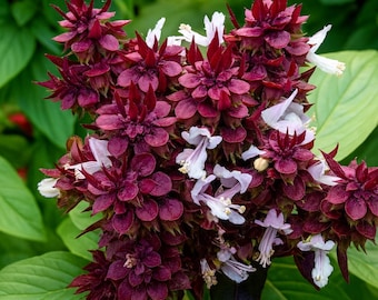 Thai Basil Seeds – 1000 Rare Heirloom Non-GMO Seeds | Fresh from Saipan, Sweet Asian Herb for Cooking & Garden Plant