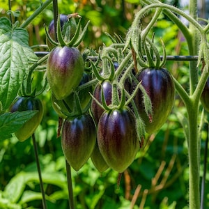 May include: Close-up of a cluster of oblong tomatoes, transitioning from green to deep purple. The tomatoes are attached to green stems with small leaves, set against a blurred green background. The tomatoes have a smooth, shiny surface.