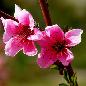 May include: Close-up of two vibrant pink peach blossoms in full bloom. The delicate petals are a soft pink, with darker pink centers and prominent stamens. The flowers are attached to a brown branch with green leaves, set against a blurred green background.