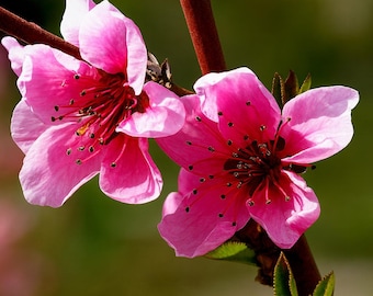 Peach Tree Seeds (Prunus persica) | 3 Seeds Dwarf Loring NEMAGUARD Seeds | Fast Growing Hardy Fruit Tree | Non-GMO | Edible Garden Plant