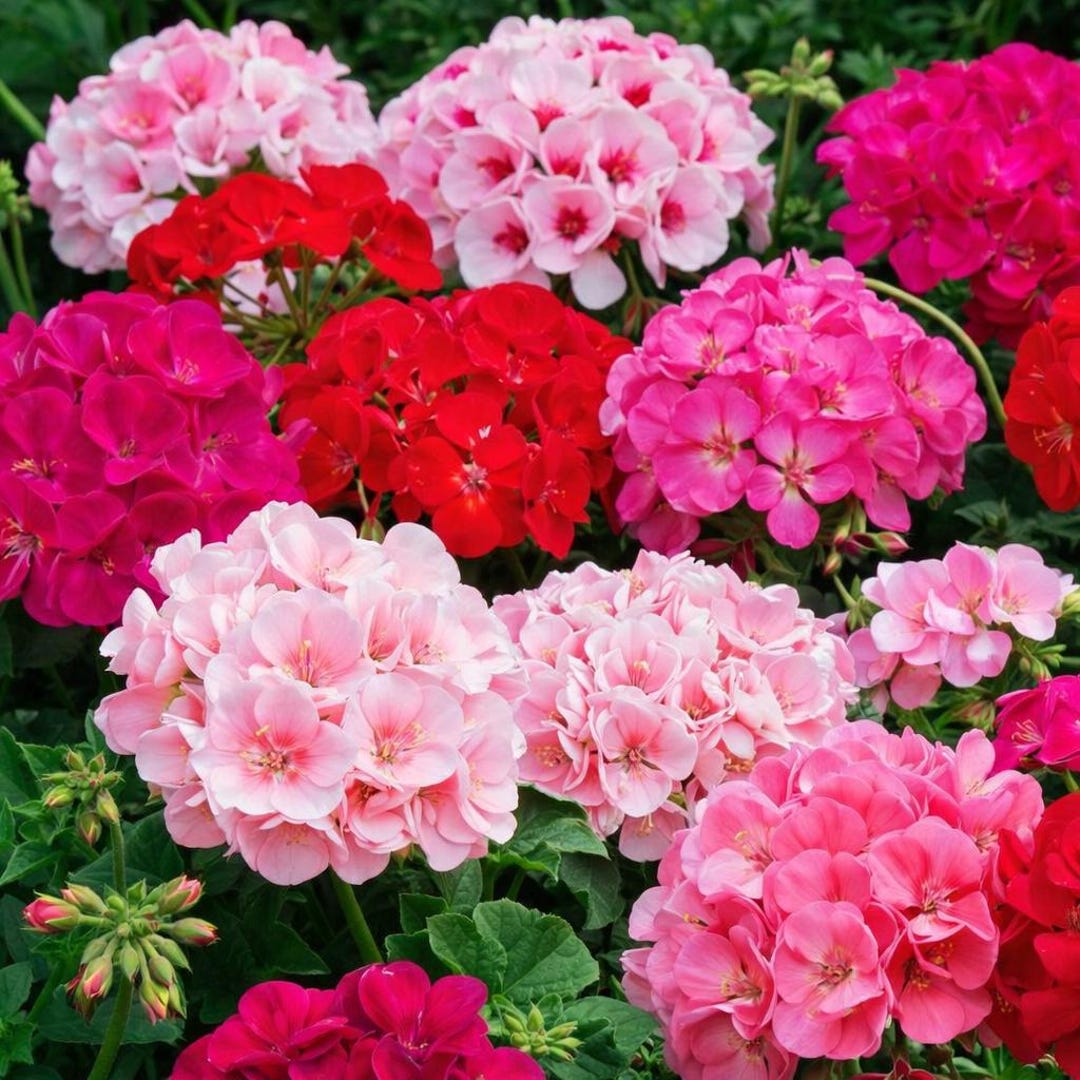 25 Maverick Mix Geranium Seeds | Colorful Geranium Flowers, Easy Grow ...
