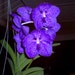 Nisha