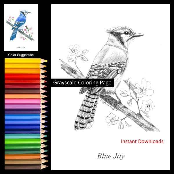 Blue Jay on Cherry Blossom Branch Coloring Pages w/Instructions for 5x7 and 8x10 sizes Digital Download and Printable for Adult & Kids