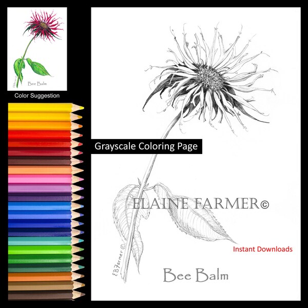 Bee Balm Flower Coloring Pages w/Instructions for 5x7 and 8x10 sizes Digital Download Printable for Adult and Kids