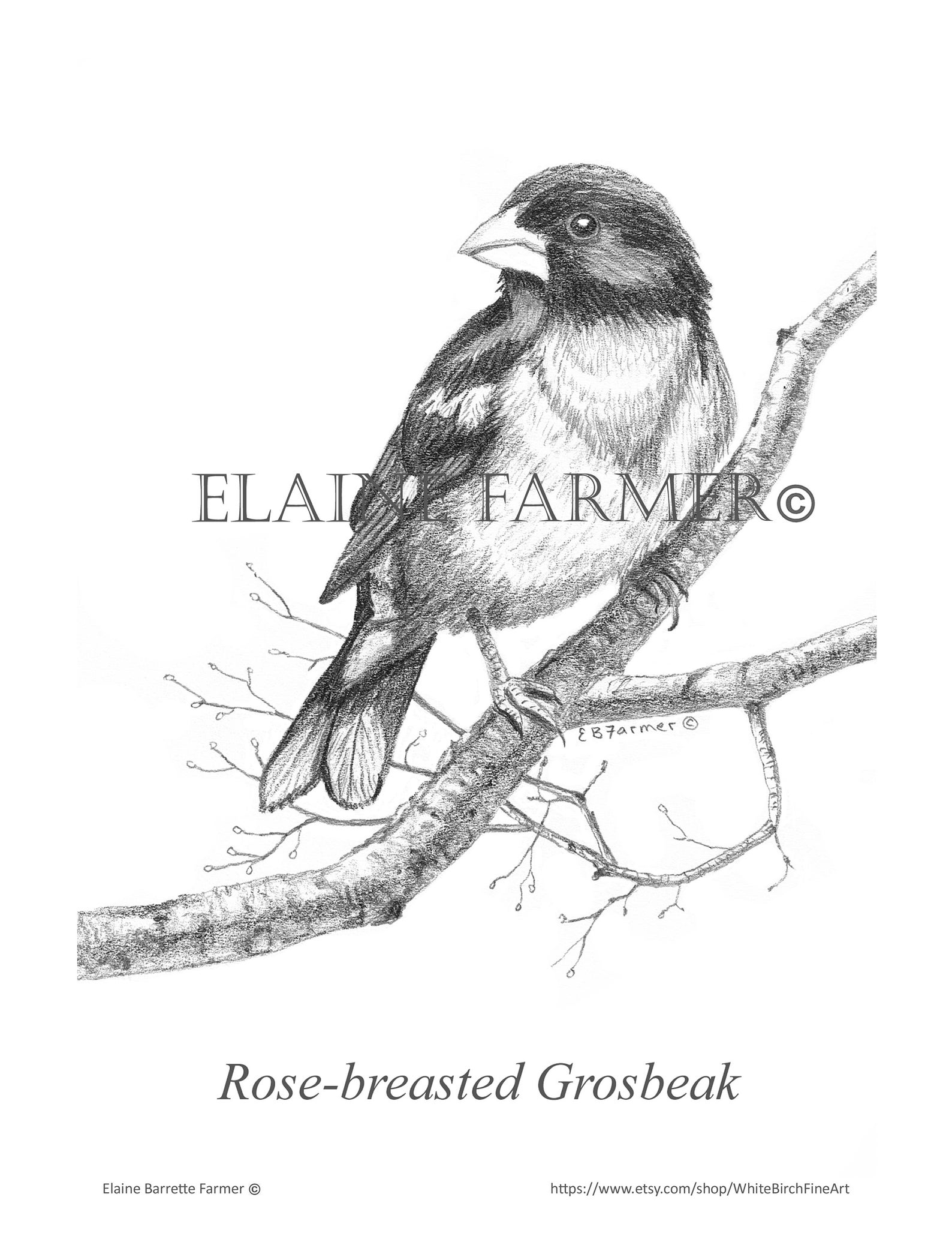 Rose-breasted Grosbeak on Branch Coloring Pages W/instructions for 5x7 ...