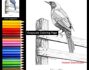 Blue Grackle Bird on Fence Post Coloring Pages w/Instructions for 5x7 and 8x10 sizes Digital Download and Printable for Adult & Kids