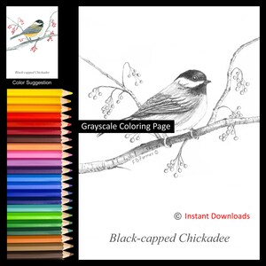 Black-Capped Chickadee Bird Branch Berries Coloring Pages Instructions for 5x7 and 8x10 sizes Digital Download Printable for Adult and Kids