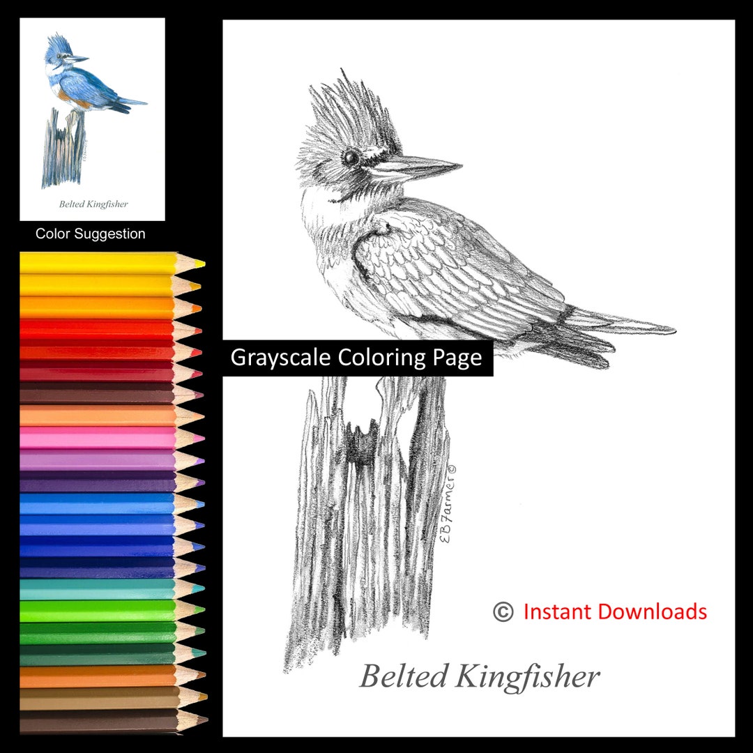 Belted Kingfisher Coloring Page: Grayscale Bird Art (digital Download ...