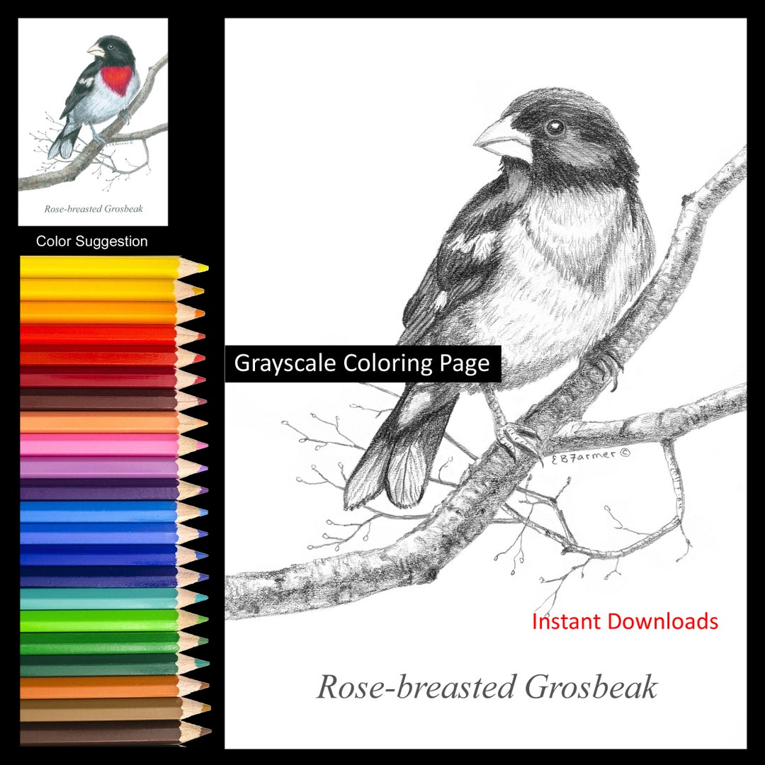 Rose-breasted Grosbeak on Branch Coloring Pages w/Instructions for 5x7 ...