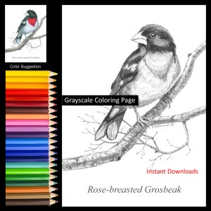 Rose-breasted Grosbeak on Branch Coloring Pages w/Instructions for 5x7 and 8x10 sizes Digital Download and Printable for Adult & Kids