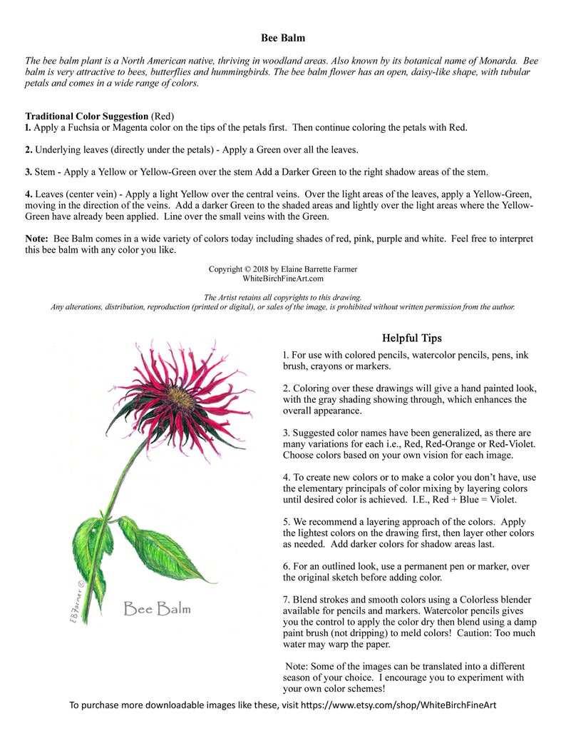Bee Balm Flower Coloring Pages W/instructions for 5x7 and 8x10 - Etsy