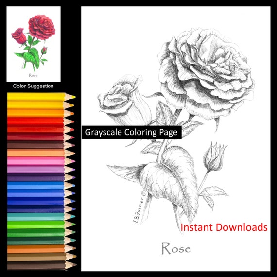 rose bud red flower coloring pages w instructions for 5x7 and etsy