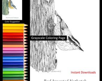 Nuthatch Bird on Tree Trunk Coloring Pages w/Instructions for 5x7 and 8x10 sizes Digital Download and Printable for Adult & Kids