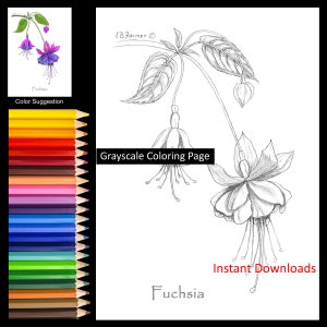 May include: A grayscale colouring page of a fuchsia flower with a stem and leaves. The image is labelled "Fuchsia" and "Grayscale Colouring Page".