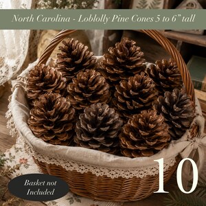 May include: A collection of ten brown Loblolly pine cones, each measuring 12.7 to 15.2 cm tall. The pine cones are displayed in a woven wicker basket lined with a cream-coloured fabric featuring a lace trim. The text reads North Carolina - Loblolly Pine Cones 5 to 6" tall and Basket not Included.