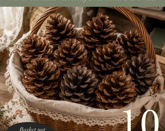 10 piñas de pino taeda / Piñas naturales de 12-15 cm / Limpias y secas / Decoración rústica / Manualidades