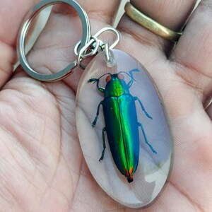 Real Jewel beetle KeyChain. Real insect key chain. Resin art. Taxidermy. Lucite. Gothic.