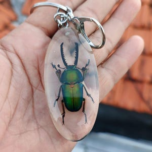 May include: An oval-shaped clear resin keychain featuring an iridescent green stag beetle specimen embedded inside. The keychain includes a silver-toned metal split ring and a lobster claw clasp attached to the top of the resin piece.