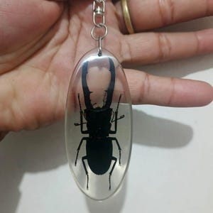 Peut inclure: Un porte-clés ovale transparent avec un motif de scarabée cerf noir. Le scarabée est enfermé dans de la résine transparente, attaché à une chaîne et un anneau en métal argenté. Un accessoire unique.
