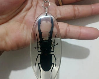 May include: A clear, oval-shaped keychain featuring a black stag beetle encased in resin. The beetle's detailed silhouette is visible within the transparent resin, attached to a silver-colored metal chain and ring.