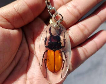 Stag beetle resin keychain. Brown insect keyrings. Handicraft