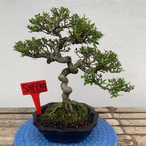 Serissa japonica bonsa1 imagen real