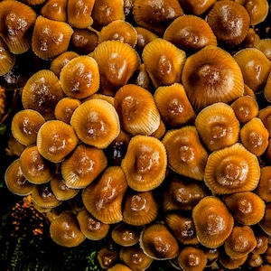 Könnte beinhalten: Nahaufnahme einer Ansammlung kleiner, brauner Pilze mit abgerundeten, glänzenden Kappen. Die Pilze sind dicht gepackt und bilden eine strukturierte Oberfläche. Das Bild zeigt die Details der Pilze.