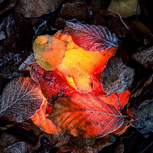 Glowing Autumn Leaves Photography Frosty Nature Dark Moody Fall Colors Fine Art Wall Decor Digital Download