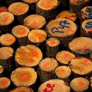 Könnte beinhalten: Nahaufnahme von frisch geschnittenen Baumstämmen, die ihre kreisförmigen Querschnitte zeigen. Die Stämme sind mit roter und blauer Farbe markiert, einige tragen Zahlen. Das Holz hat eine warme, natürliche Farbe mit sichtbaren Jahresringen.